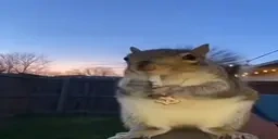 dripsquirrel emote for Discord