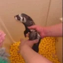 DryingOff animated emote for Discord, Twitch and Slack