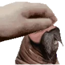 drokalMROEpet emote for Discord