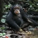 dragoniil_FFF emote for Discord