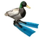 duckSpinSoFast emote for Discord