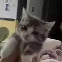 durashka emote for Discord