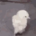 DuckStretch emote for Discord