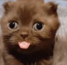 dumbassbitchidiot emote for Discord