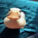 duckKiss emote for Discord