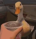 duck emote for Discord