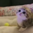 dup emote for Discord