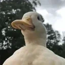 duckFlower emote for Discord