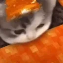 dumbfuckingcatdinking emote for Discord