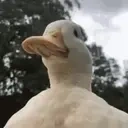 duck emote for Discord