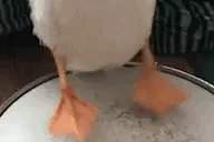 duckoTappies emote for Discord