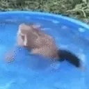 duckSpin emote for Discord