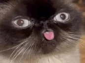 dumbfuck emote for Discord