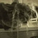 Dumbass emote for Discord