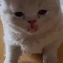 dumbass emote for Discord