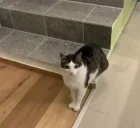 dumbass emote for Discord