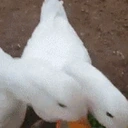 DucksEatingPeas emote for Discord