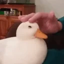 duckpatt emote for Discord