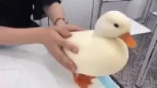 Duck3 emote for Discord