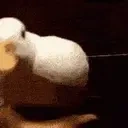 DuckDance emote for Discord