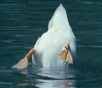 duckbutt emote for Discord