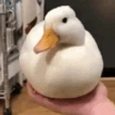 duckGone emote for Discord