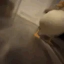 duckPopipopipopi emote for Discord