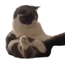 DumbassCatFightsOwnTail emote for Discord