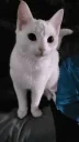 DuchessMeow emote for Discord