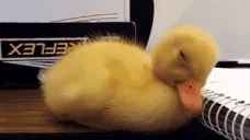 DuckNap emote for Discord
