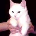 Duchess emote for Discord