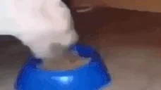 dumbuglyhairlesscateating emote for Discord