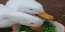 duckEating emote for Discord