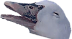 DuckerZLEPSY emote for Discord