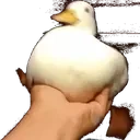 DuckStuck emote for Discord