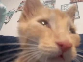 dumbass emote for Discord