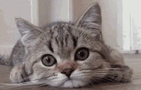 DustGalaxy emote for Discord