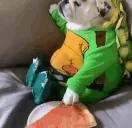 dumbiss emote for Discord