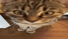 dubidubidabadaba emote for Discord