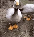 duckWalk emote for Discord