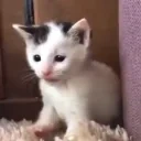 duraki emote for Discord