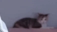 dumpy emote for Discord