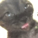 dumbass emote for Discord