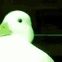 Duckilepsy emote for Discord