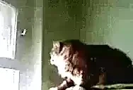 dushno emote for Discord