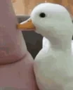 duckpet emote for Discord