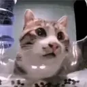 duh emote for Discord