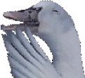duckGiggle emote for Discord