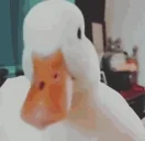 duckHi emote for Discord