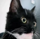 duc emote for Discord